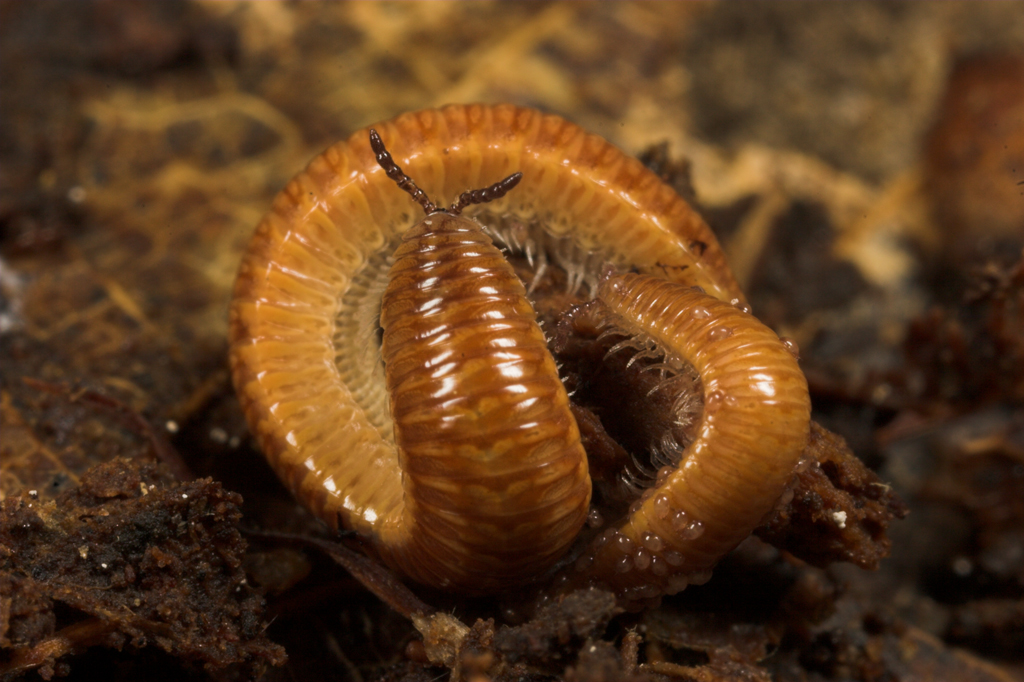 Представитель Семейства Polyzoniidae